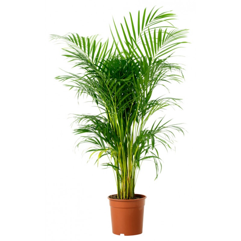 grow Oxygen at home घर में ऑक्सीजन बढ़ाने वाले पौधे लगाएं 7 Areca Palm