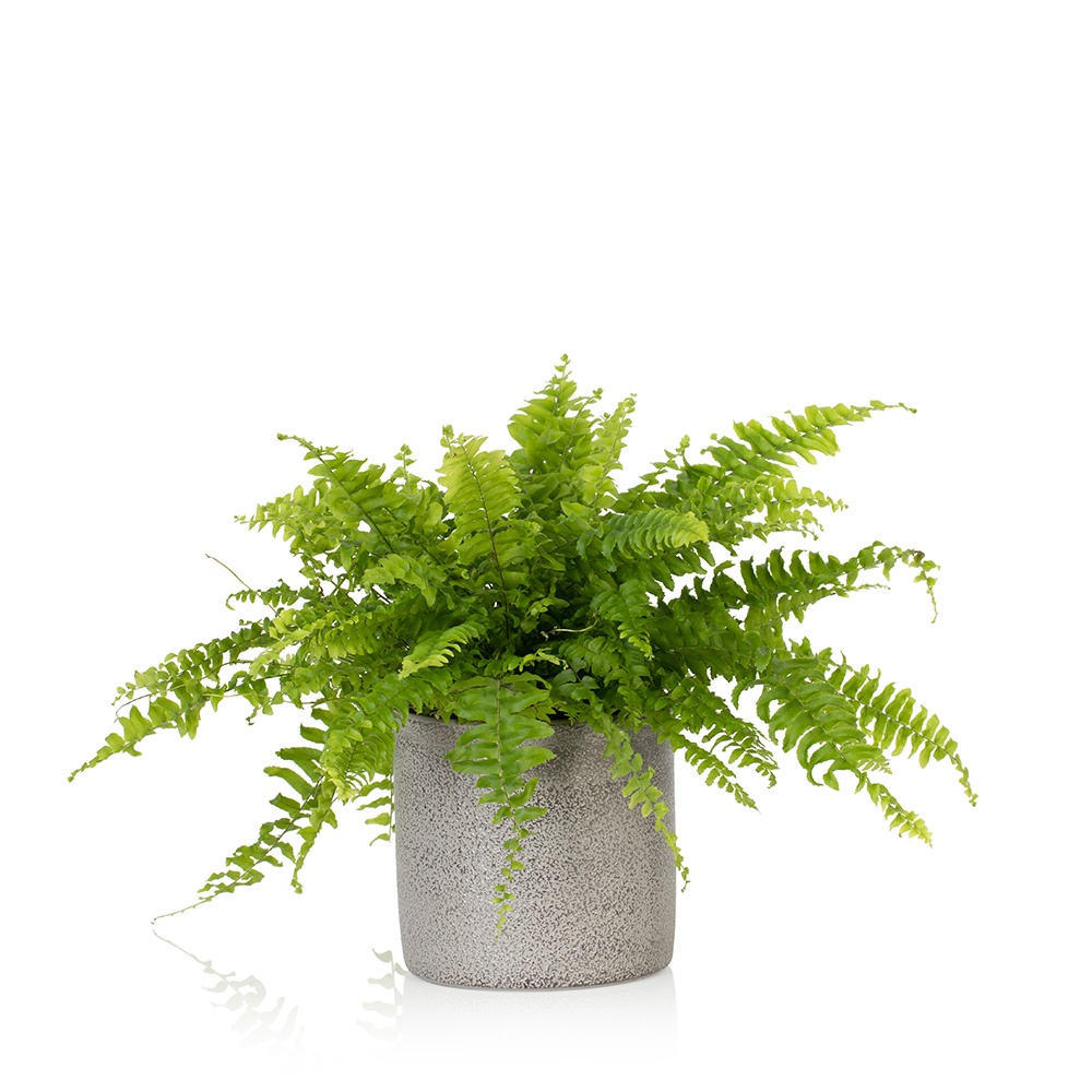 grow Oxygen at home घर में ऑक्सीजन बढ़ाने वाले पौधे लगाएं 5 boston fern