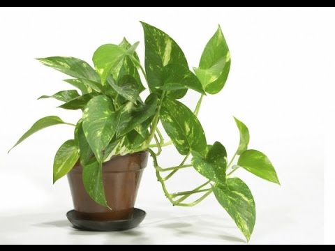 grow Oxygen at home घर में ऑक्सीजन बढ़ाने वाले पौधे लगाएं 3 mani plant