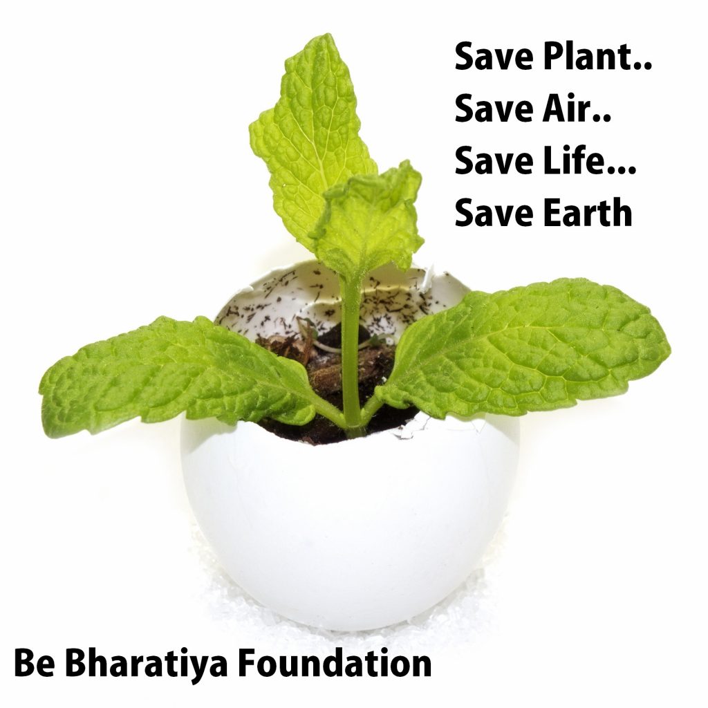 grow Oxygen at home घर में ऑक्सीजन बढ़ाने वाले पौधे लगाएं 2 घर में ऑक्सीजन बढ़ाने वाले पौधे लगाएं grow Oxygen at home