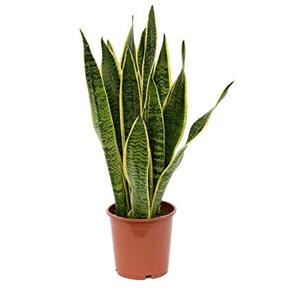 grow Oxygen at home घर में ऑक्सीजन बढ़ाने वाले पौधे लगाएं 6 snake plant