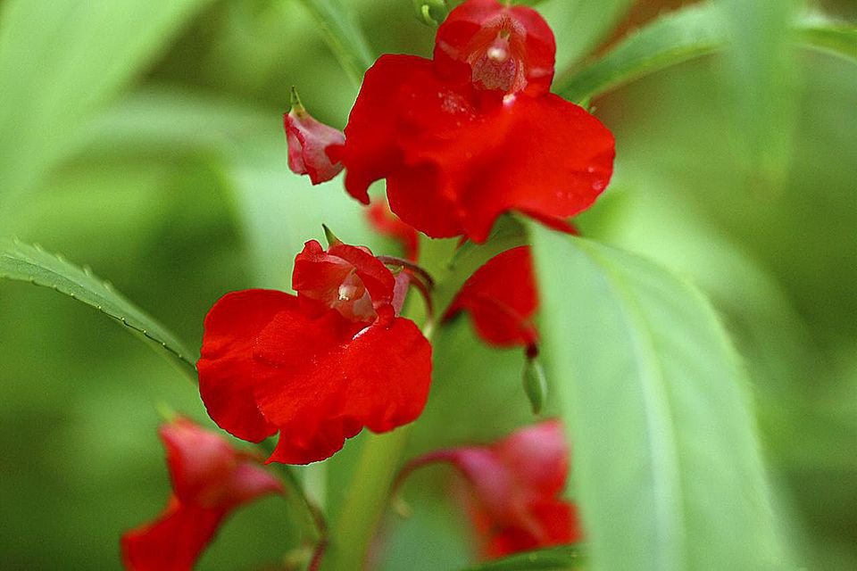 balsam
