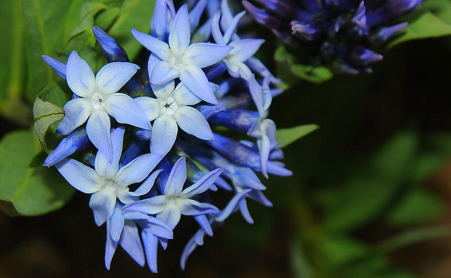Bluestar 36 List of Flower फूलों के नाम