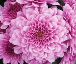 chrysanthemum