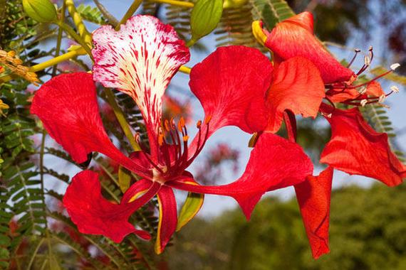 gulmohar
