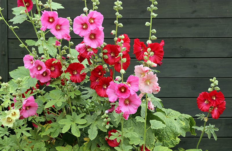 hollyhock