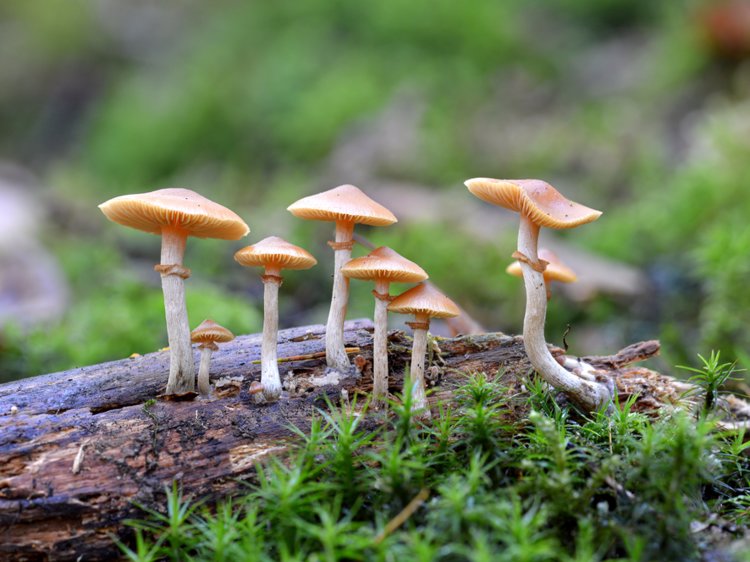 mashroom