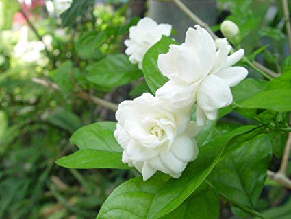 motia