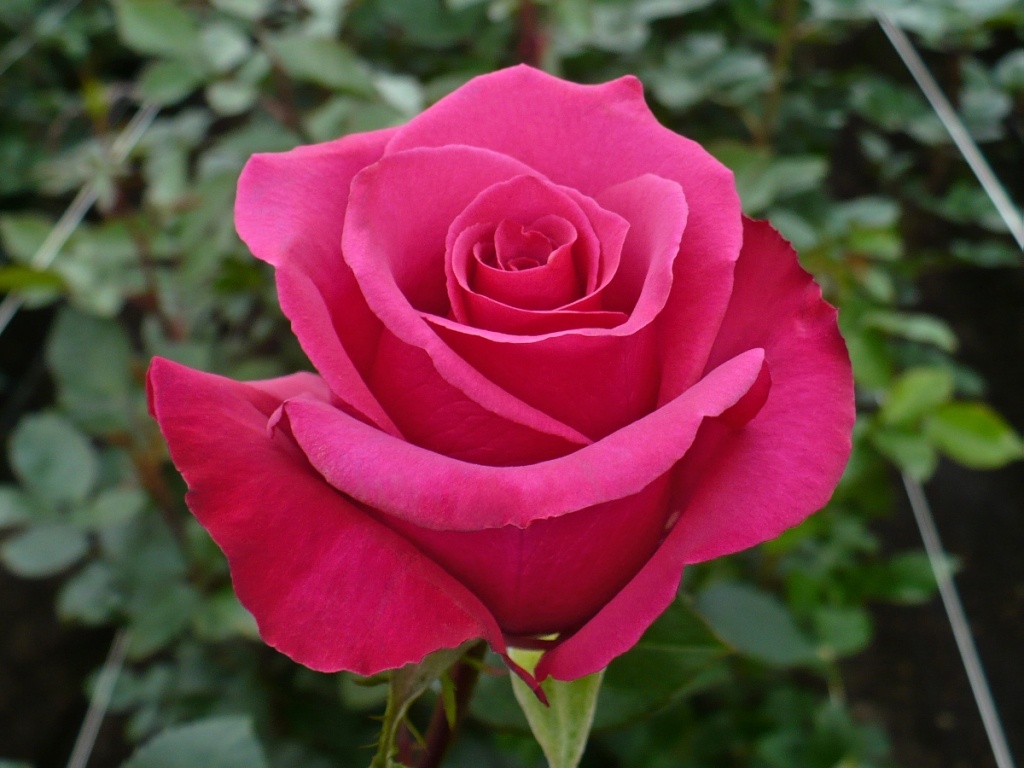 rose