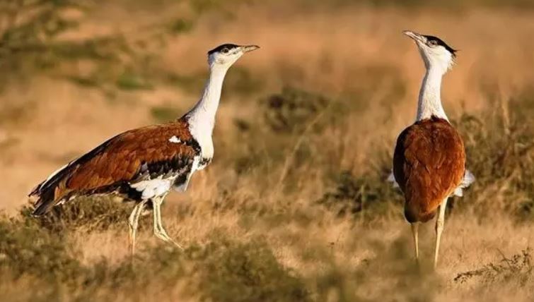 Indian Bustard