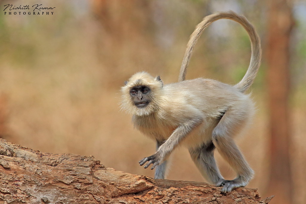 gray langur