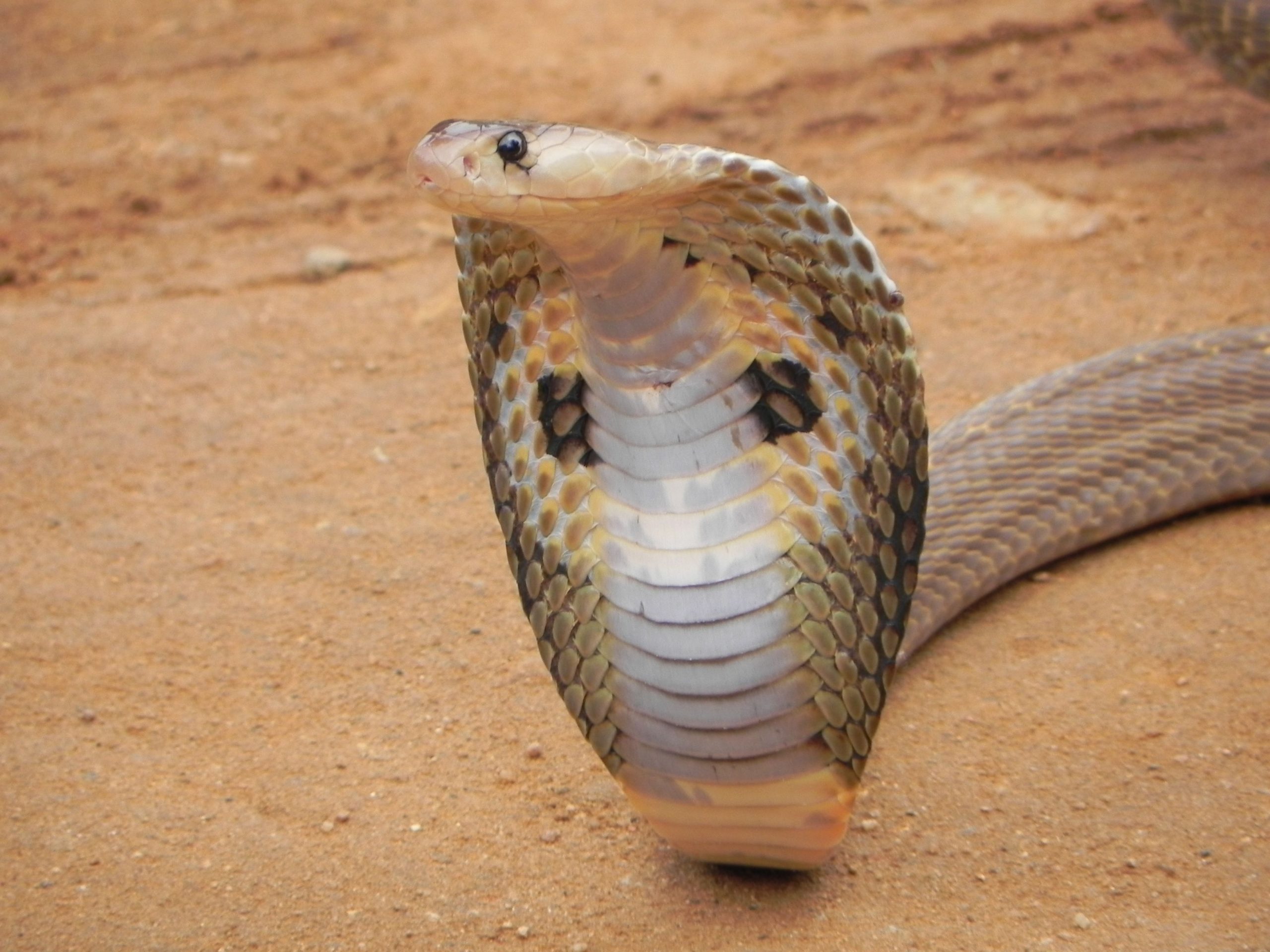 king cobra