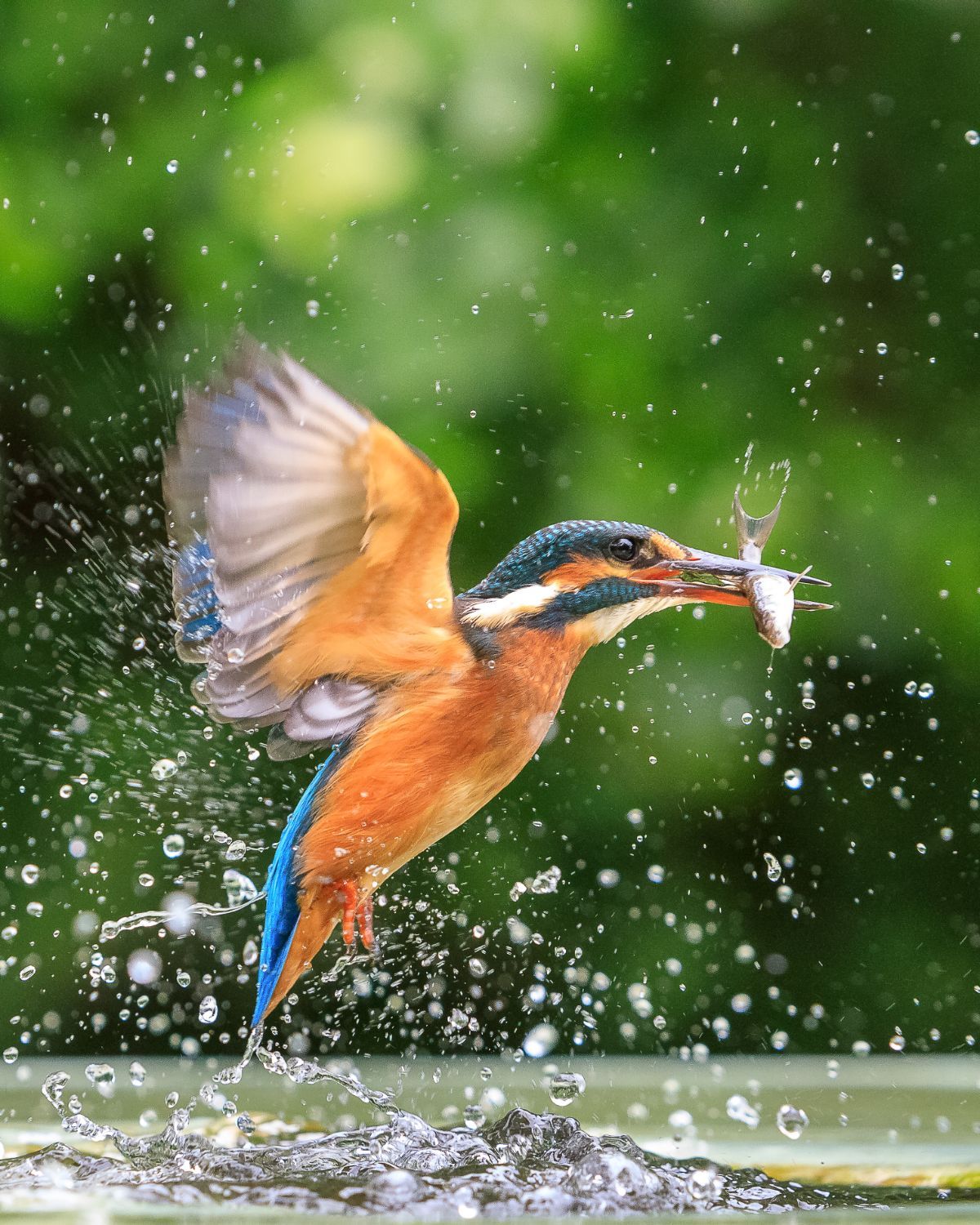kingfisher