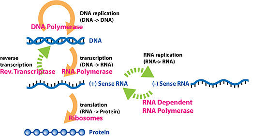 what is rt pcr test why take rt pcr test 3 what is rt pcr test why take rt pcr test