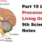 Part 15 Life Processes in Living Organisms 9th Science Notes