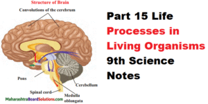 Part 15 Life Processes in Living Organisms 9th Science Notes